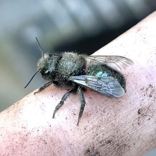 Mason Bee