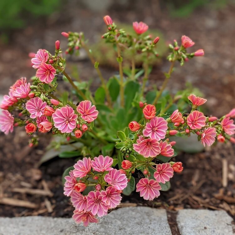 Lewisia Sunset (Lewisia cotyledon)