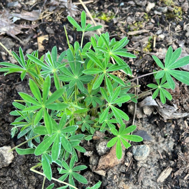 * Riverbank (or Stream) Lupine (Lupinus rivularis)