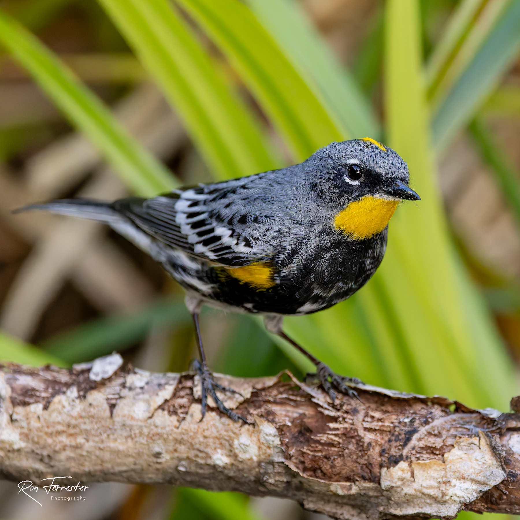 Yellow-rumped Warbler [R]