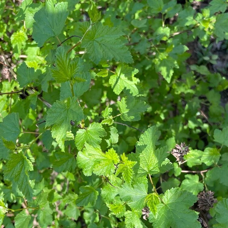 Pacific Ninebark (Physocarpus capitatus)