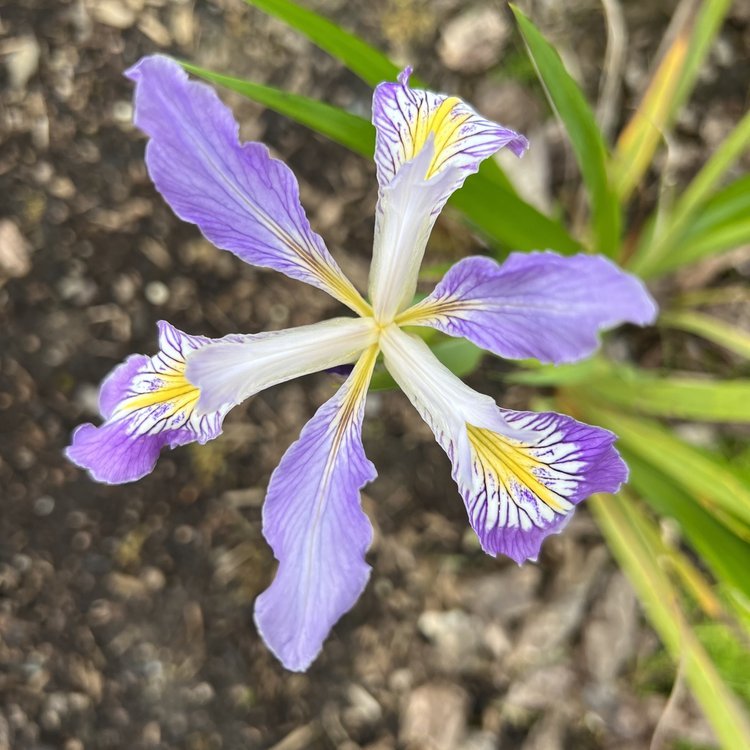 Douglas’ Iris (Iris douglasiana)