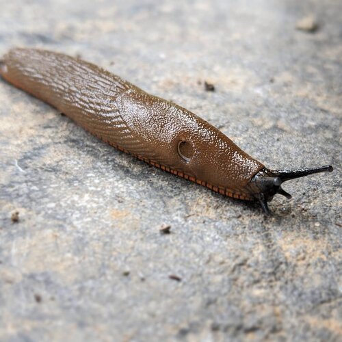 Arion Slug
