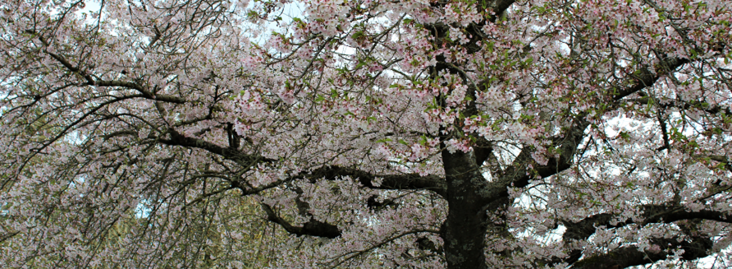 Cherry blossom tree in bloom with pink and white flowers on branches.