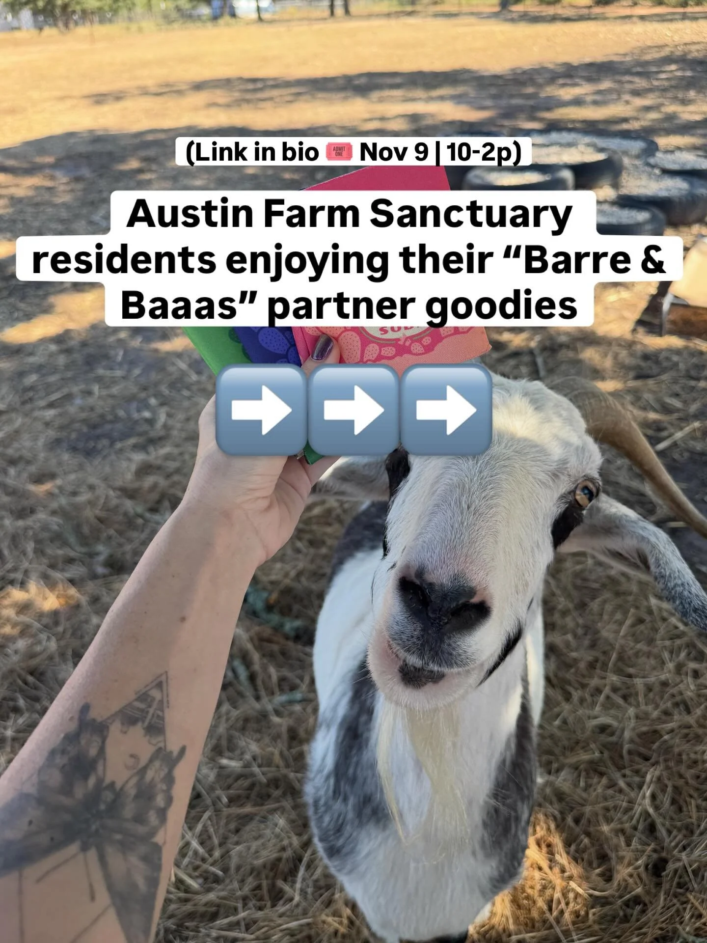 Thanks for treating our farm fam so well 🥹🧡

@sunsejoy
@goodspreadsuncare
@ladybirdsoda
@allyallsfoods
@austinfarmsanctuary

(Pics of @gomaxgofoods @drinkpoppi &amp; @grunsdaily coming soon! 💕)
.
.
.
.
.
#austinfarmsanctuary #farmrescue #animalres