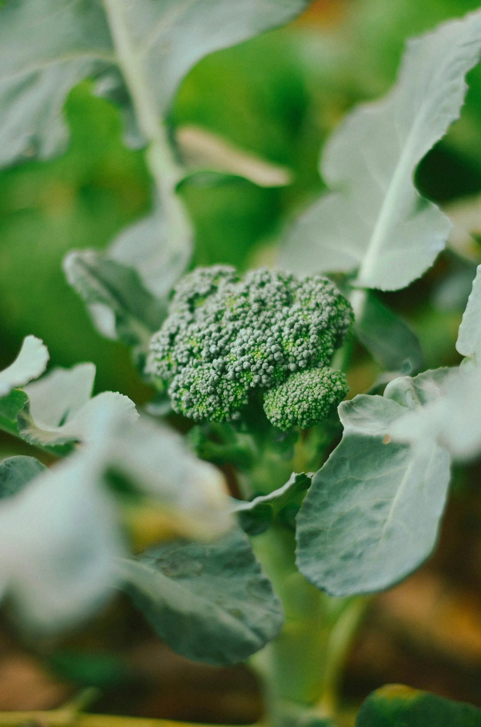 Harvest Broccoli
