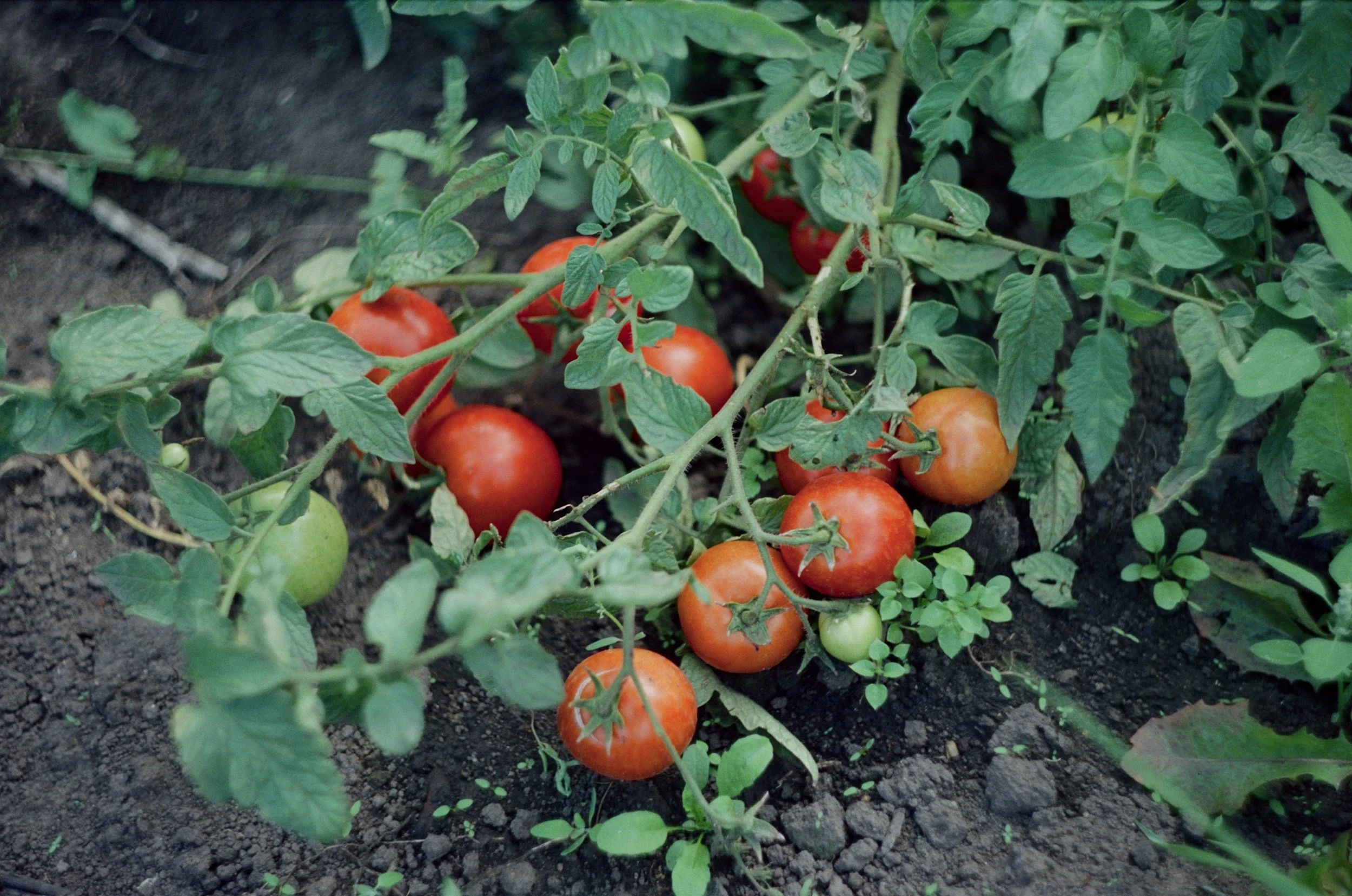 Harvest Tomato, Tidy Treats