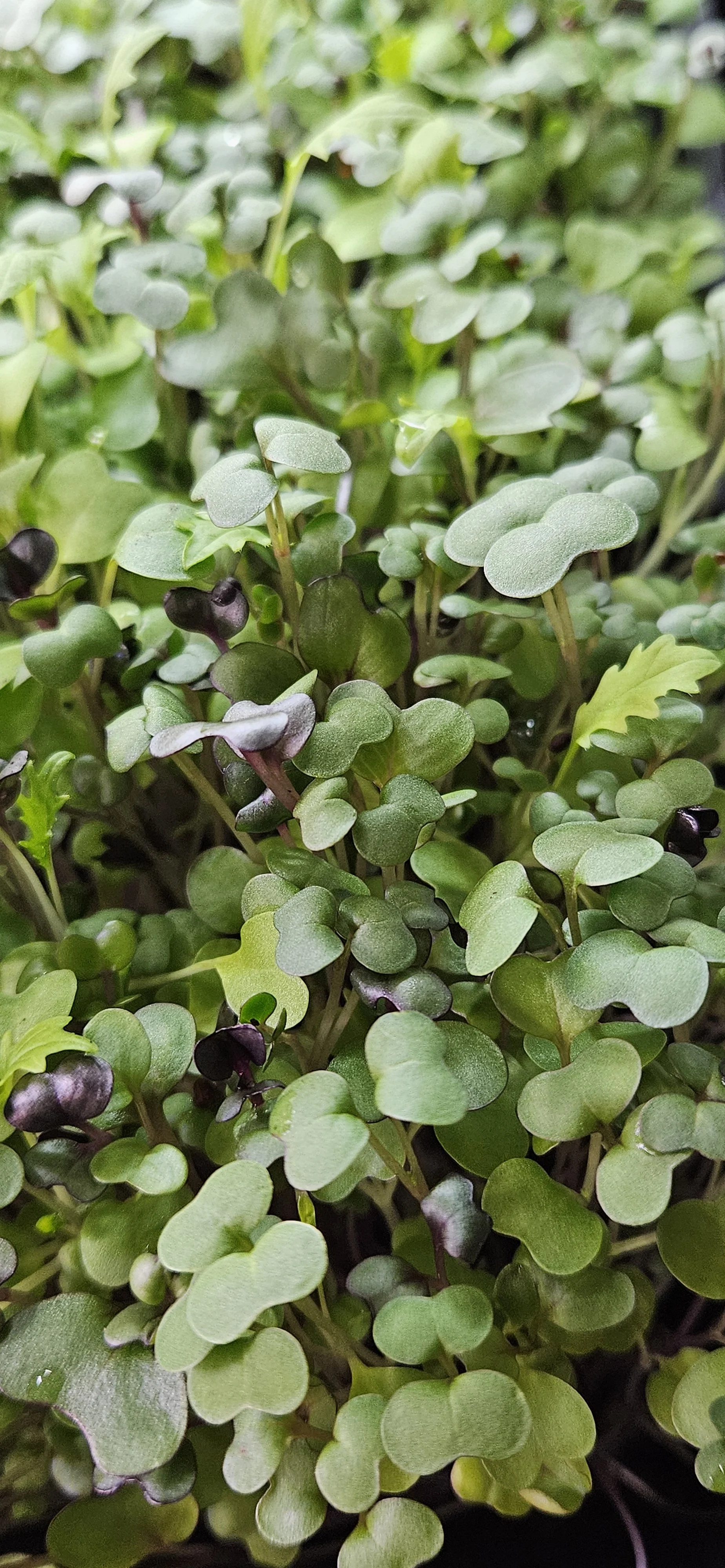 Harvest Long Duration Microgreens tray