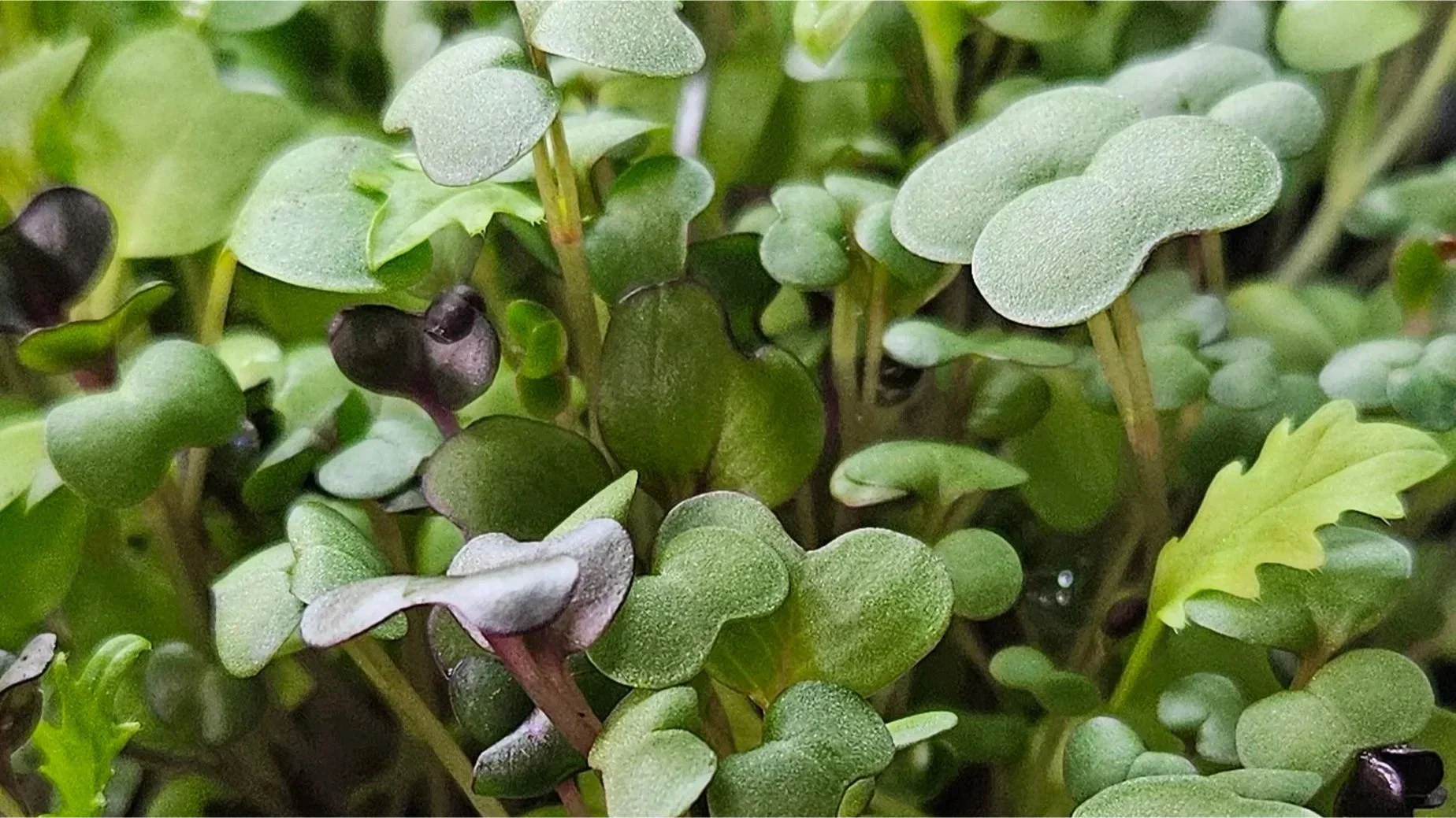 'Herb Garden' Microgreens Sampler