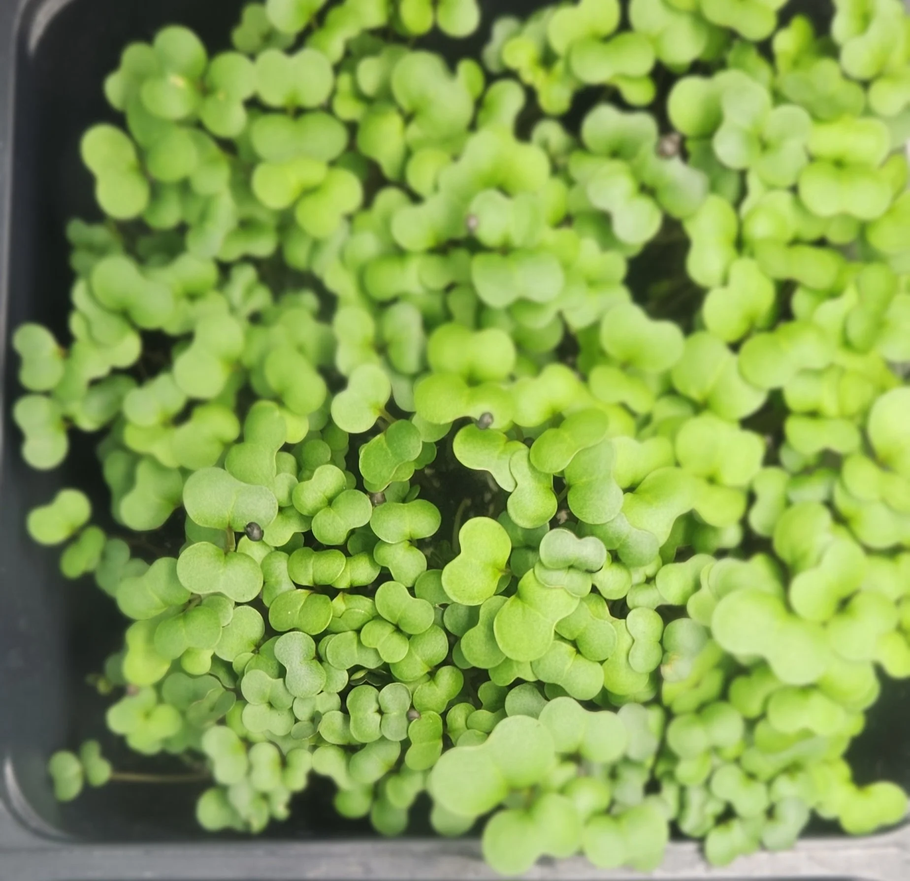 Microgreens Tray | Cilantro, Parsley, Dandelion, Leek, Cress