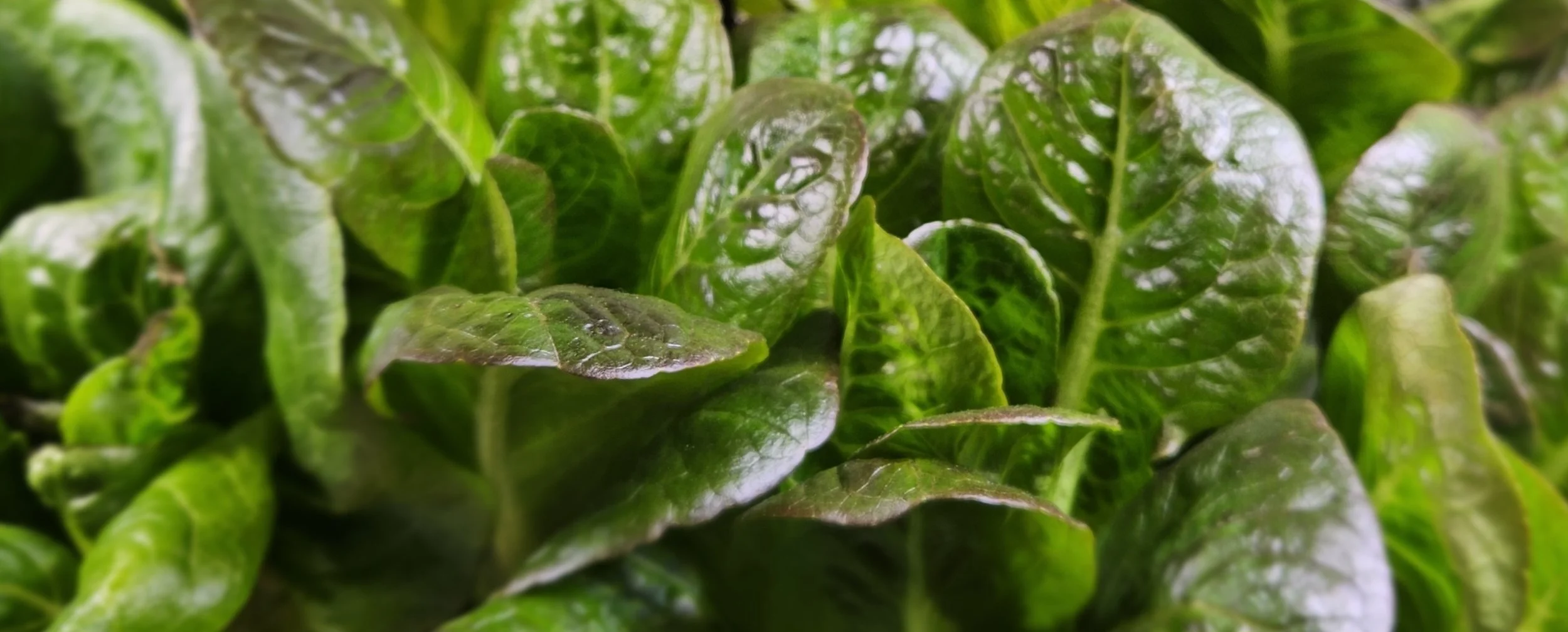 Sow Hydroponic Baby Lettuce | Outredgeous, Celinet, Clearwater