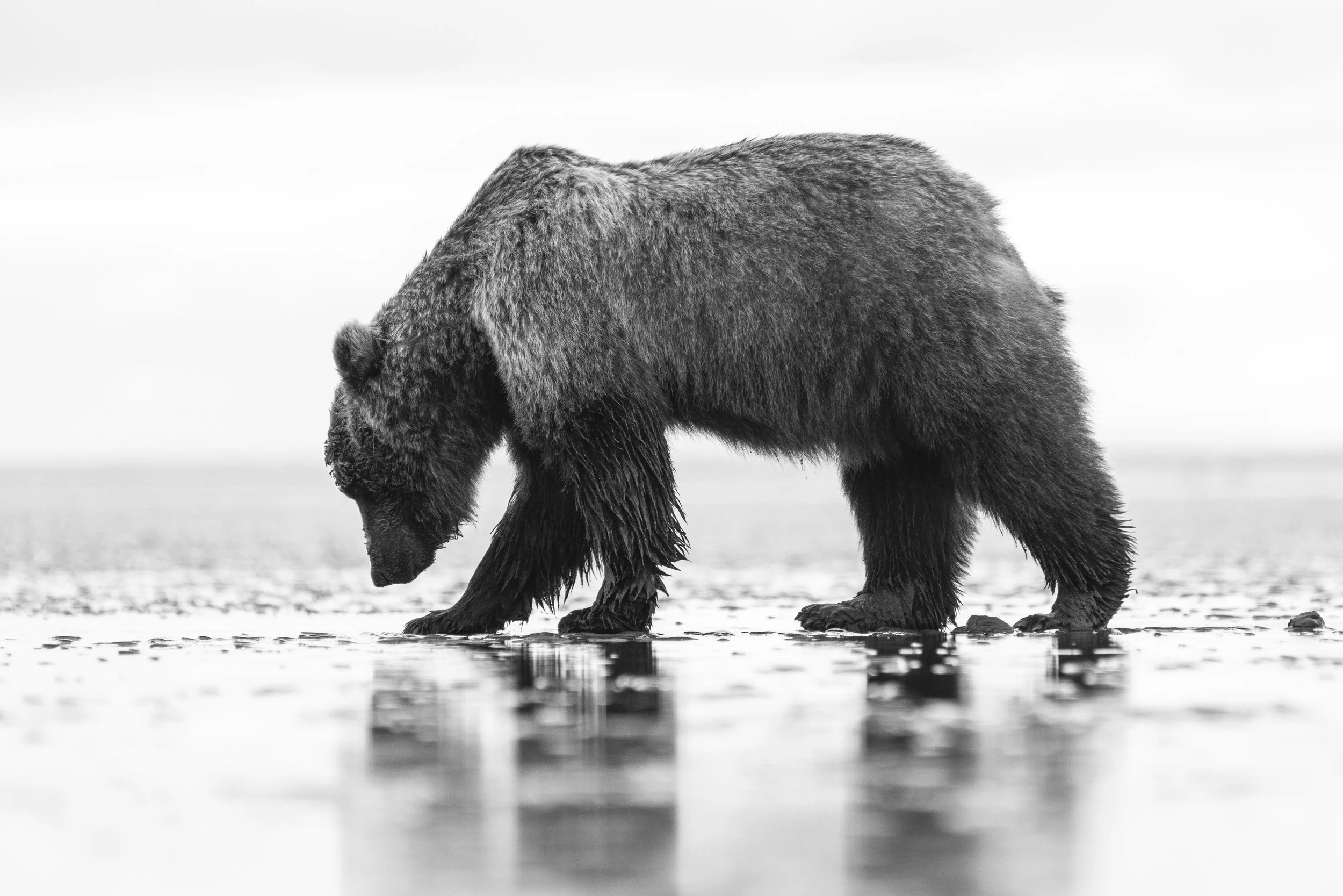 Black and white bear on the beach, searching for clams