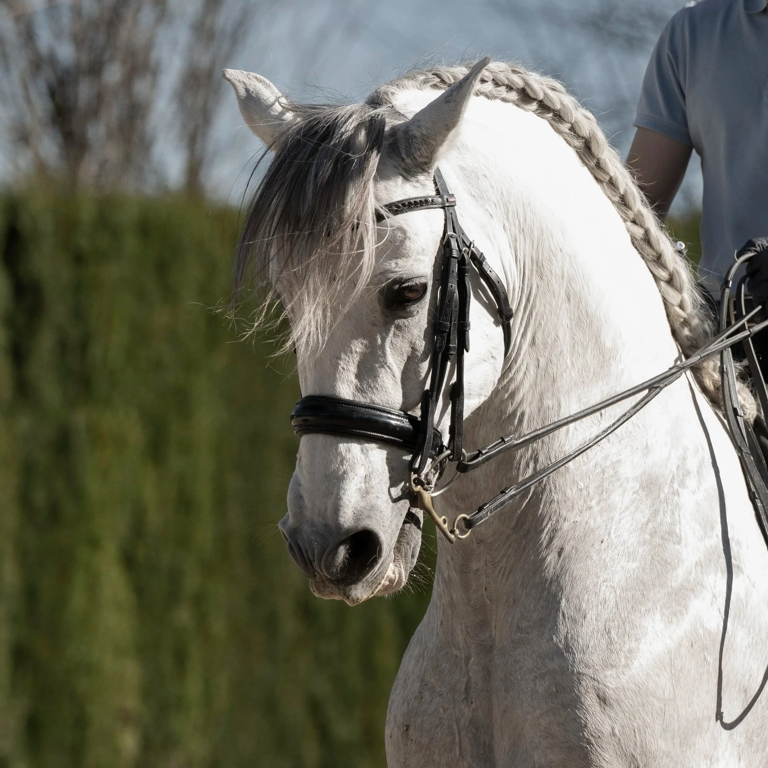 stallion under saddle.jpg