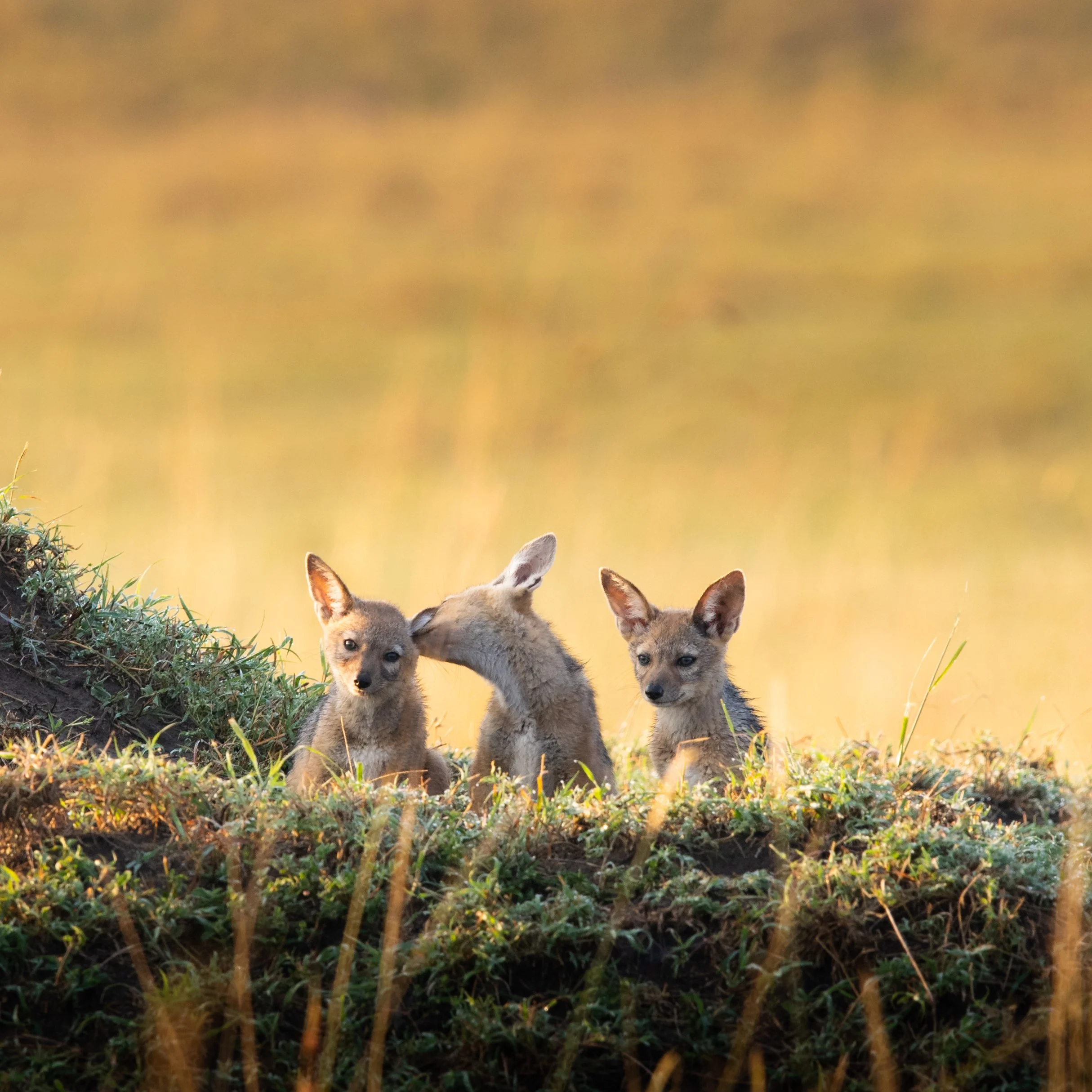 Jackal pups taking at look at the world outside their den.