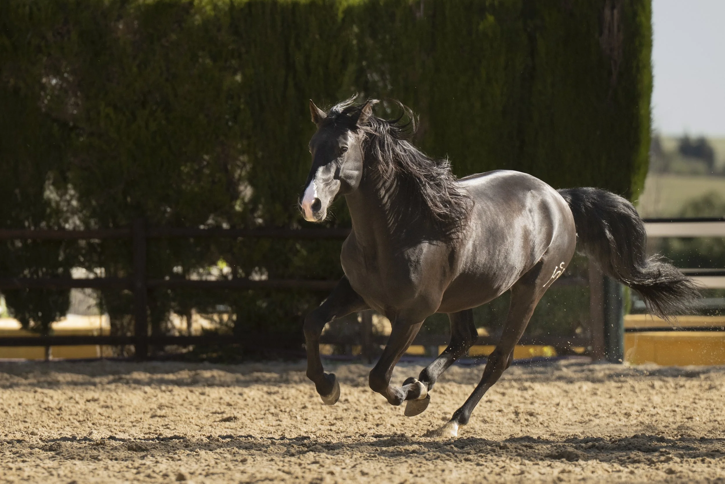 black stallion at large.jpg