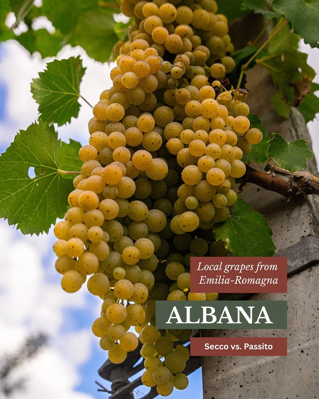 Which style would you pour first? 👇🏻

#drinkitalian #italianwinelover #italianwinery #winetourist #winetouring #visitemiliaromagna #grapevines
