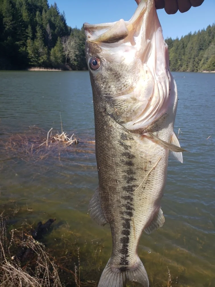 Catch-and-release fishing at our reservoir includes large mouth bass, trout, perch, and bluegill