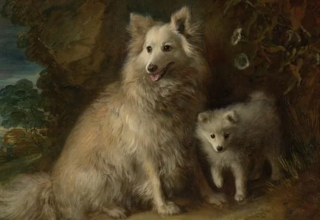 Spitz