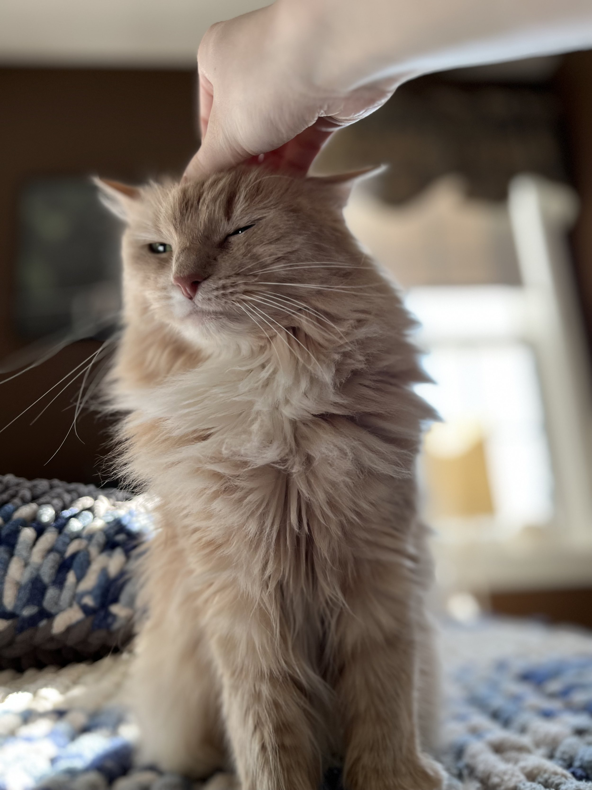 A fluffy orange tabby cat with one eye closed and the other eye slightly open, being petted on the head by a person indoors.