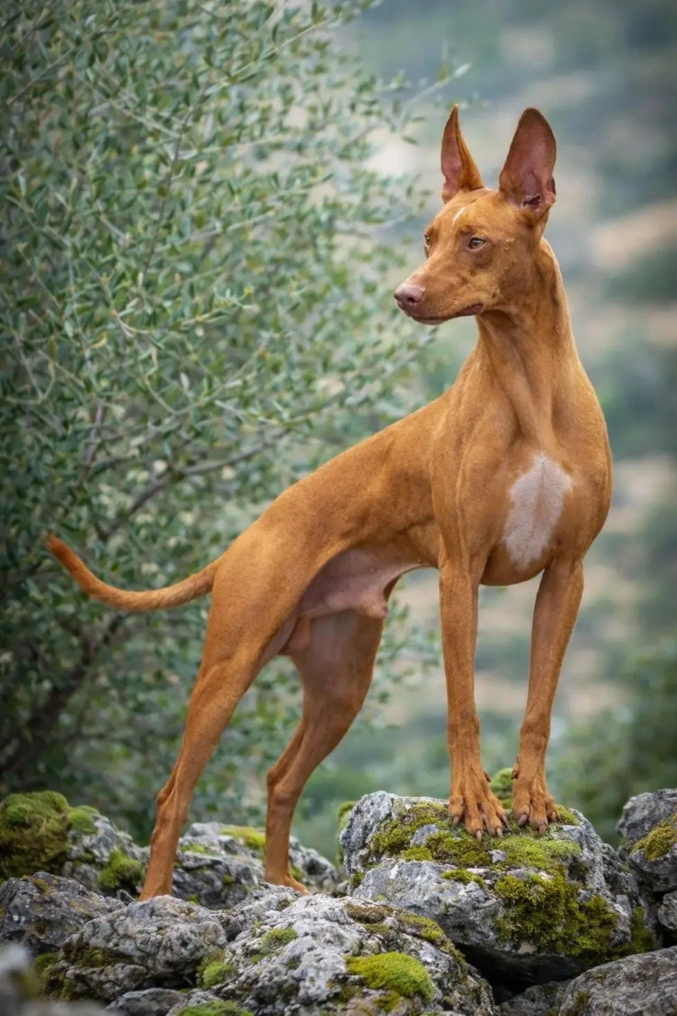 A brown dog with large ears standing outdoors on a grassy field, with a blue sky and trees in the background.