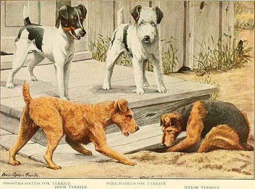 Terriers