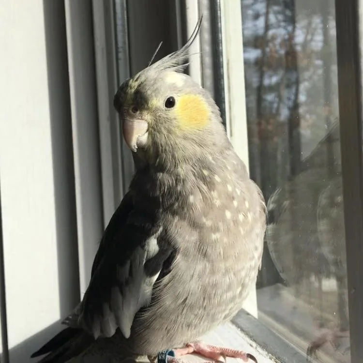 A cockatiel bird with grey and yellow feathers sitting on a windowsill indoors.