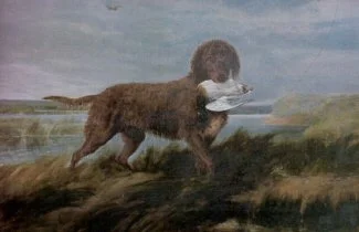 Water Retrievers
