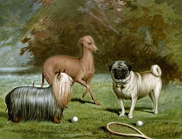 Companion & Toy Breeds
