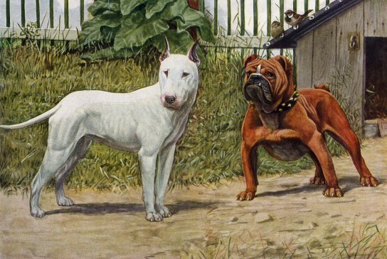 Bull Breeds