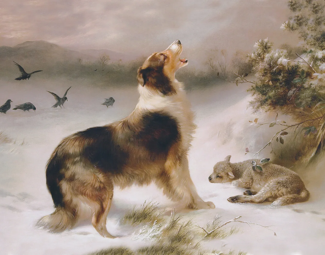 Collies and Sheepdogs