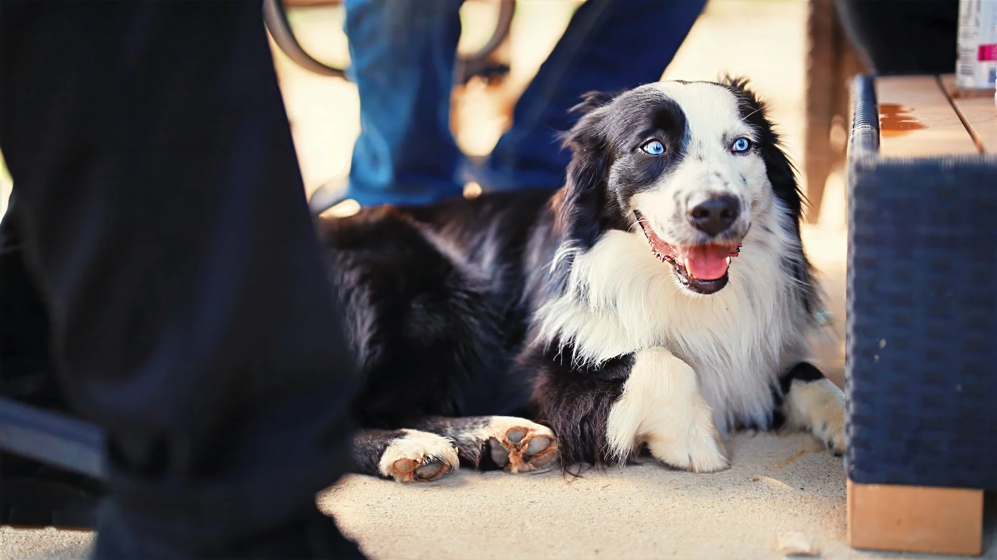 A happy Border Collie with blue eyes lying on the ground, looking at the camera, with a partially visible black dog in the foreground.