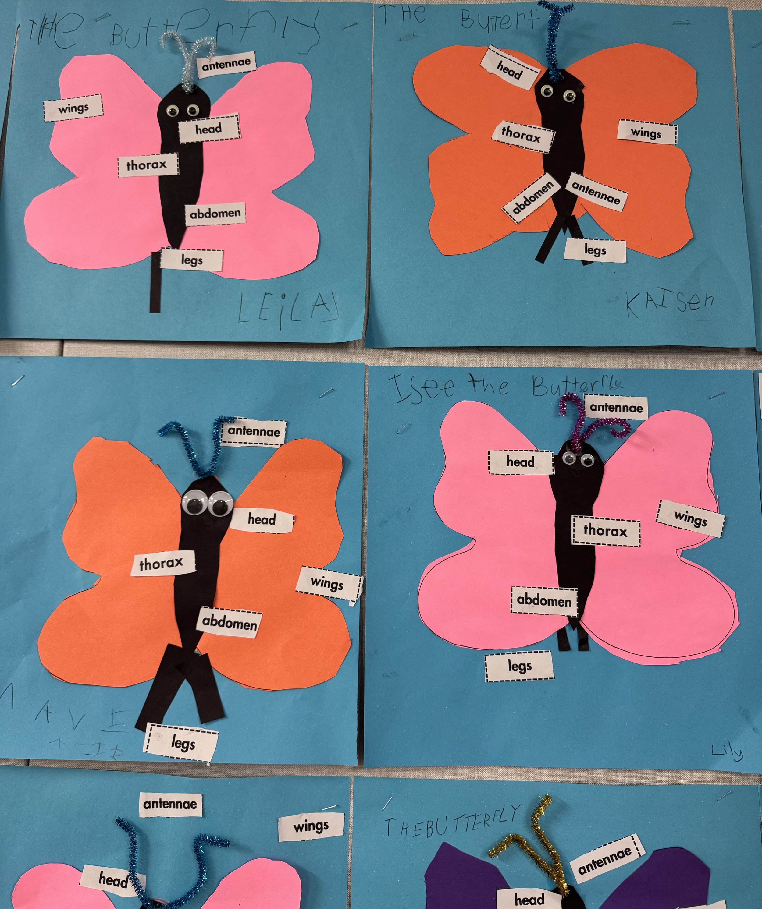 Identifying and labeling the parts of a butterfly as we observe life cycles with our own class caterpillars. Students were given the choice to write a title or a sentence at the top.