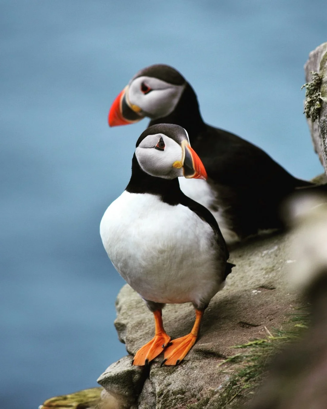 Two Atlantic puffins perched on a rocky ledge near the ocean.
