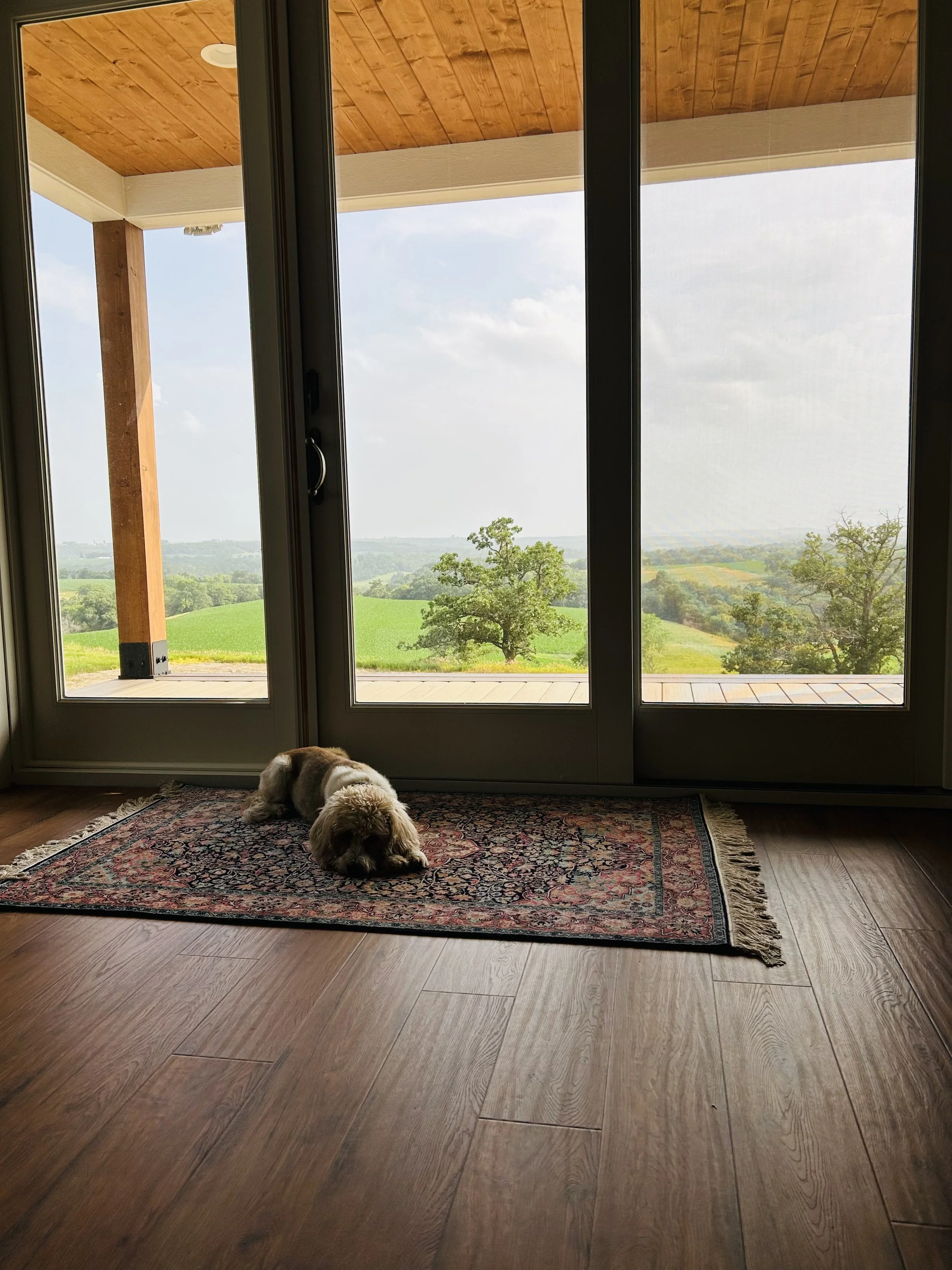 Family dog resting on a vintage silk rug from India in front of windows overlooking the Minnesota countryside.