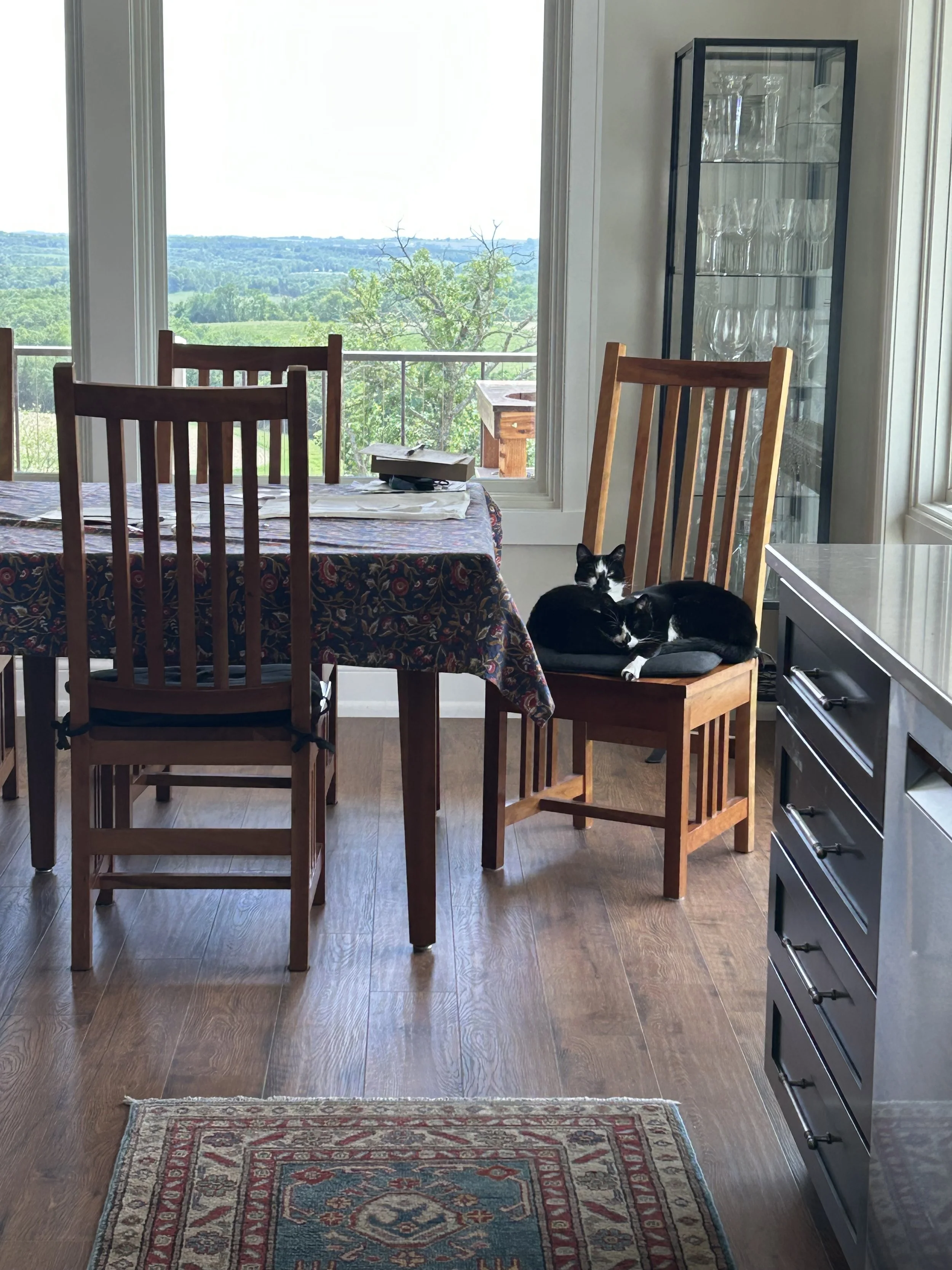 Two black-and-white cats resting together on a dining chair overlooking the family farm.