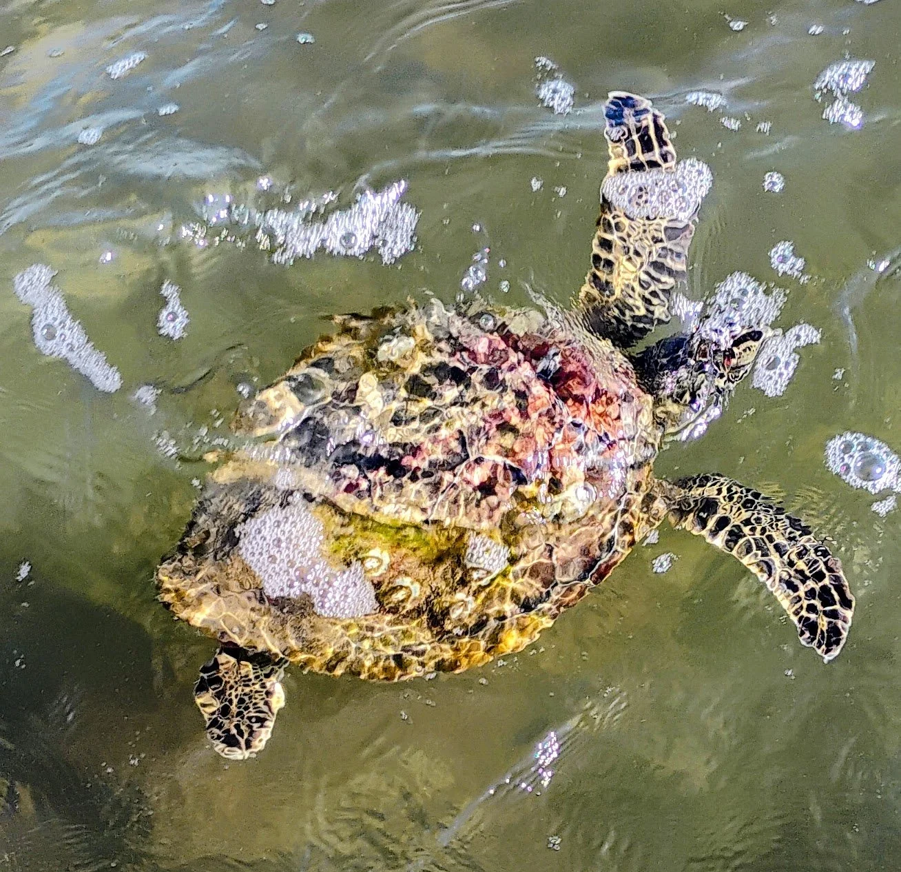 A sea turtle swimming underwater with bubbles around it. Port Aransas, TX