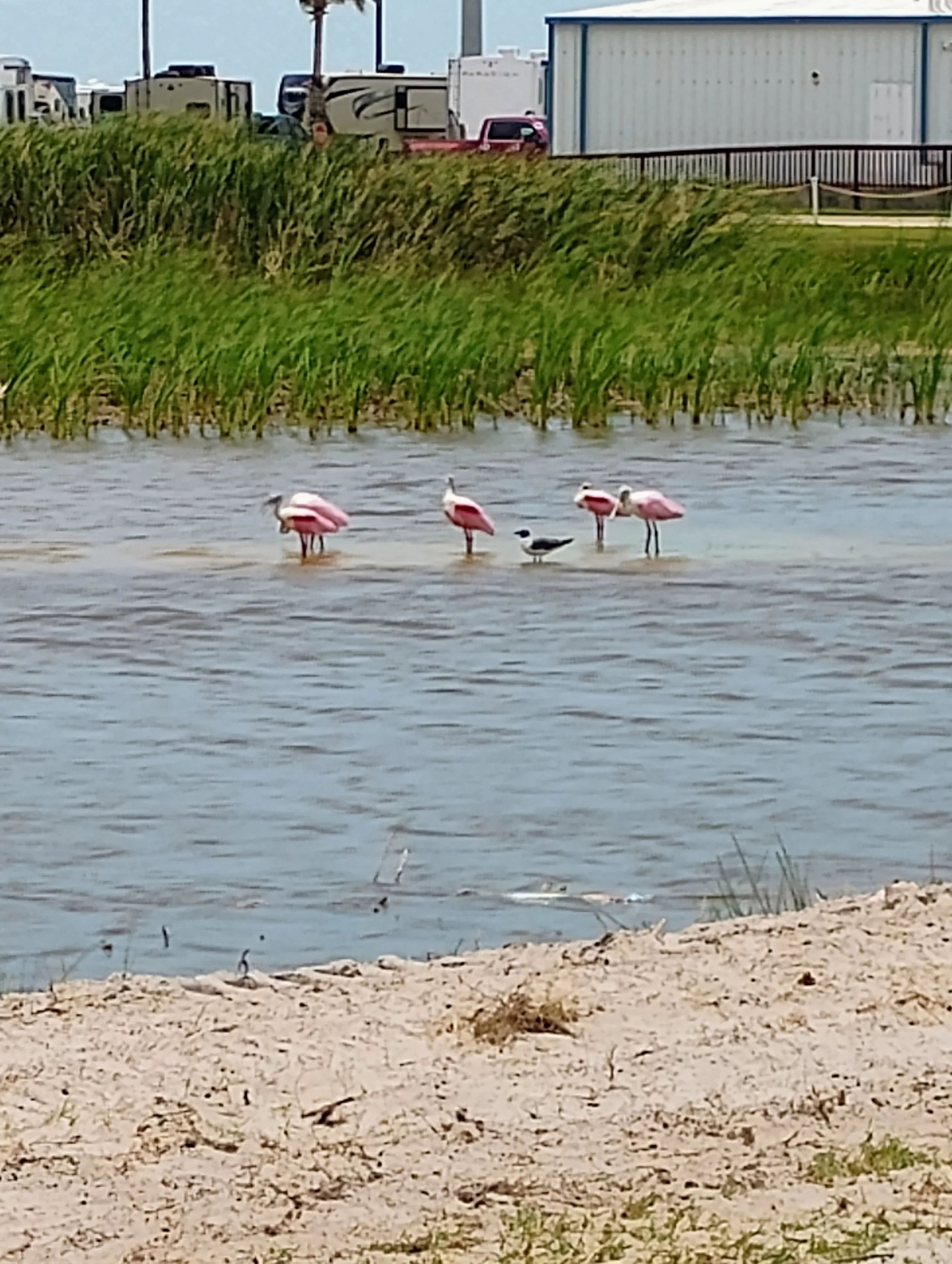 Four pink flamingos and one black and white bird wading in shallow water near a sandy shore, with green grass and industrial buildings in the background. Port Aransas, TX