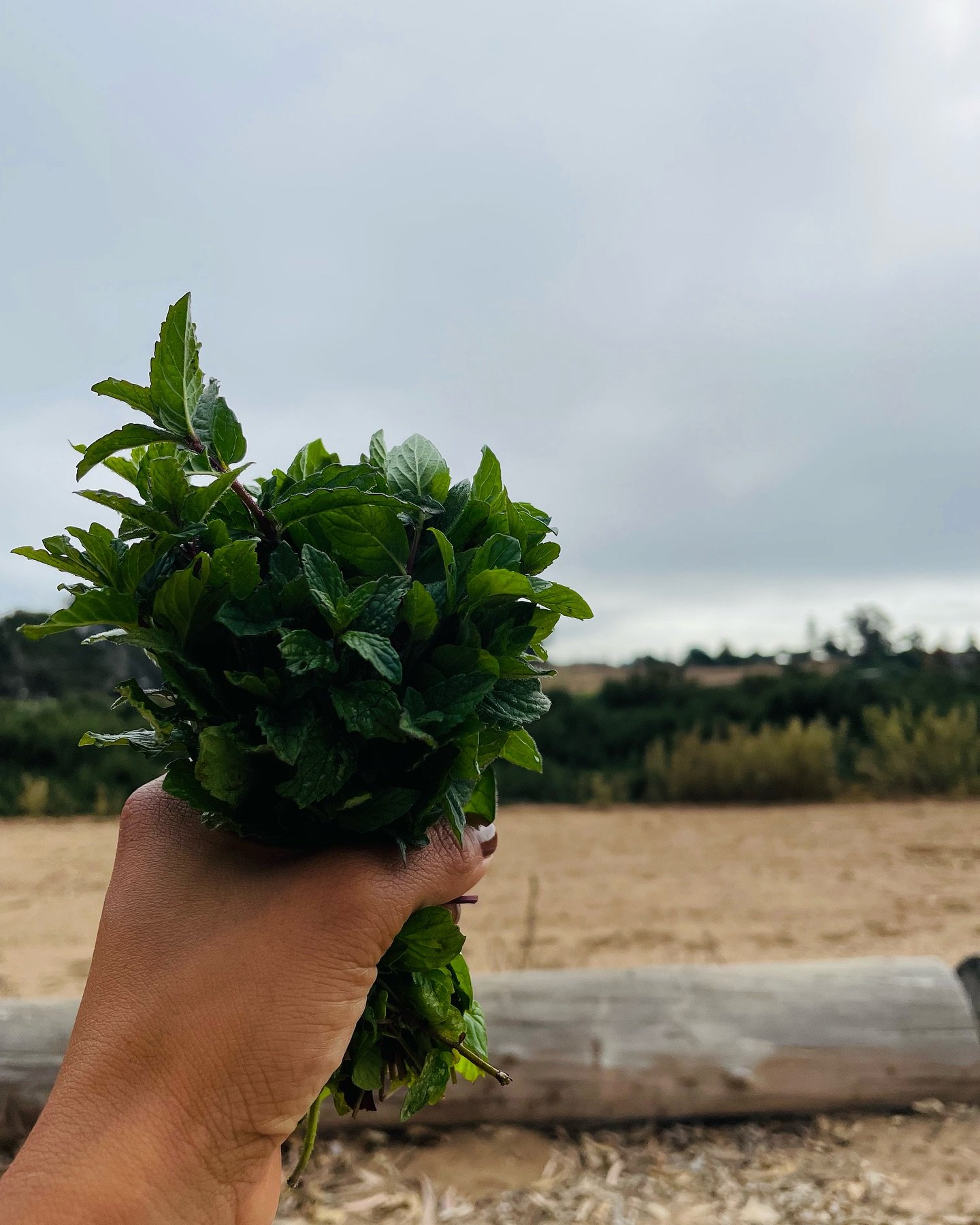 Watermelon Suga🍓

Here&rsquo;s the scoop on this week&rsquo;s juice drop&mdash;fresh, hydrating, and ready to nourish!
A hydrating blend of watermelon, mint, lemon, and strawberry.

	&bull;Watermelon &ndash; Naturally hydrating, full of lycopene to 