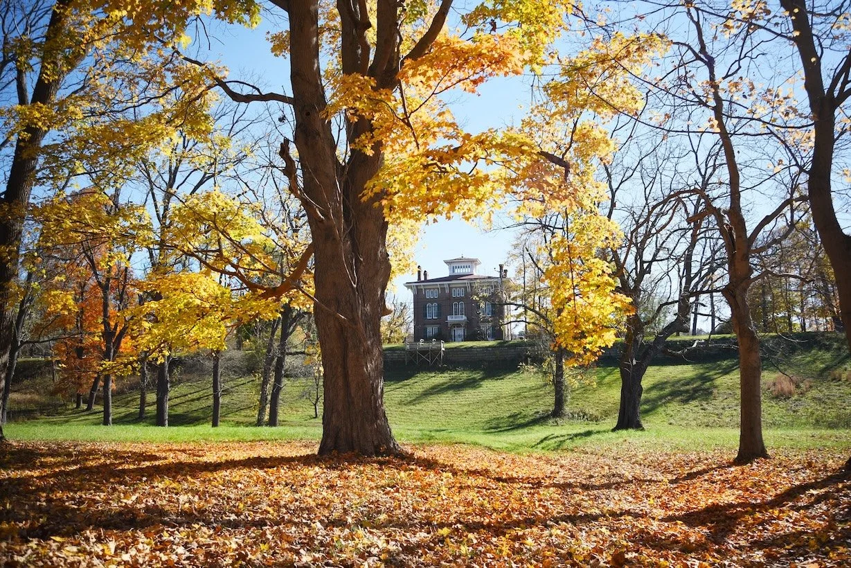 A large tree with yellow and orange leaves in the foreground, a grassy yard, and a house with a flat roof and multiple levels in the background on a clear sunny day.