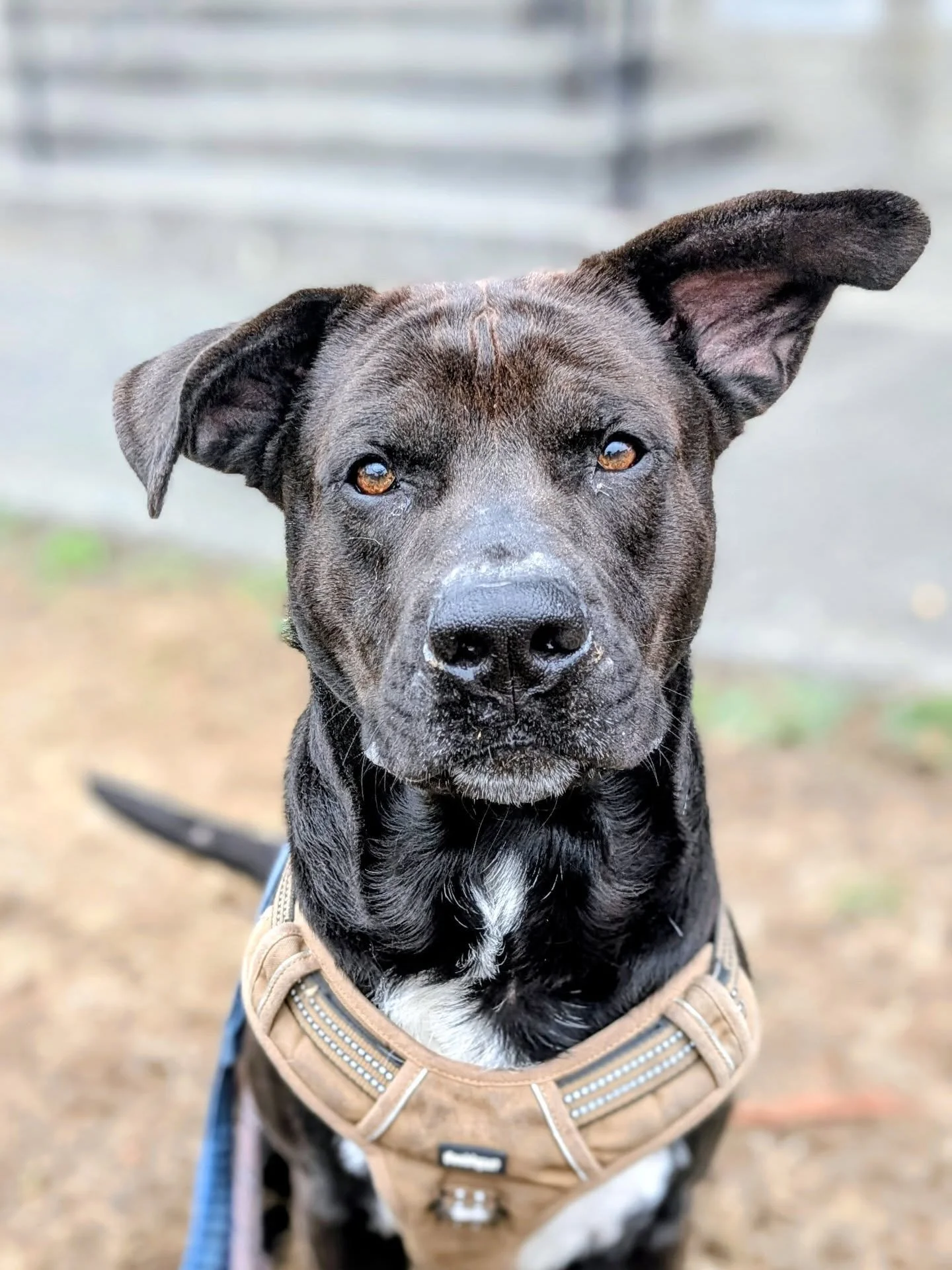 Brock, Edna, King, Trudy, Franklin, Zoey, Harlem, Tanner and Brock.  Some very good dogs I'm privileged to meet at @buriencaresanimalshelter 

I'm not sure which of us benefits more from our walks, but I love spending time with them. 💜

#animalrescu