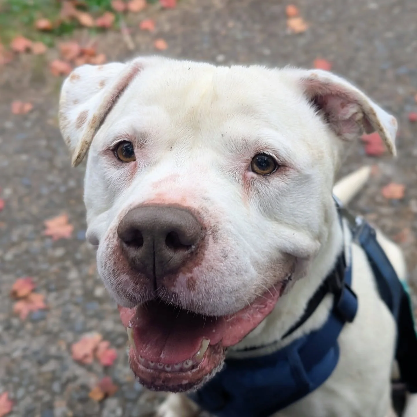 You can meet Lex at Burien Cares animal shelter.  He has the softest spotted ears and knows how to sit 🐶. @buriencaresanimalshelter 

#bullybreeds #bullylove #bullylife #shelterdogsofinstagram #sheltervolunteer #shelterdog #whitedogsofinstagram #ani