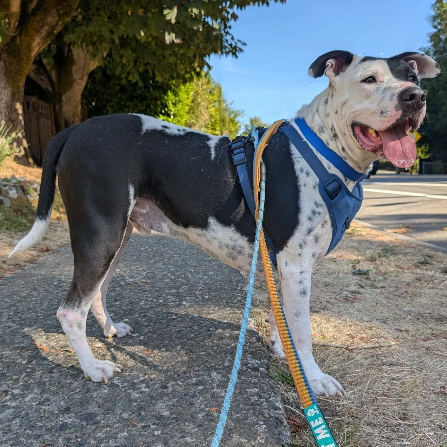 Ever wonder what would happen if you crossed a Great Dane with a bully breed? 

Meet Harlem, he's the biggest and the best dog.  You can meet him at Burien Cares Animal shelter in Burien, WA. @buriencaresanimalshelter

#shelterdogsofinstagram #greatd