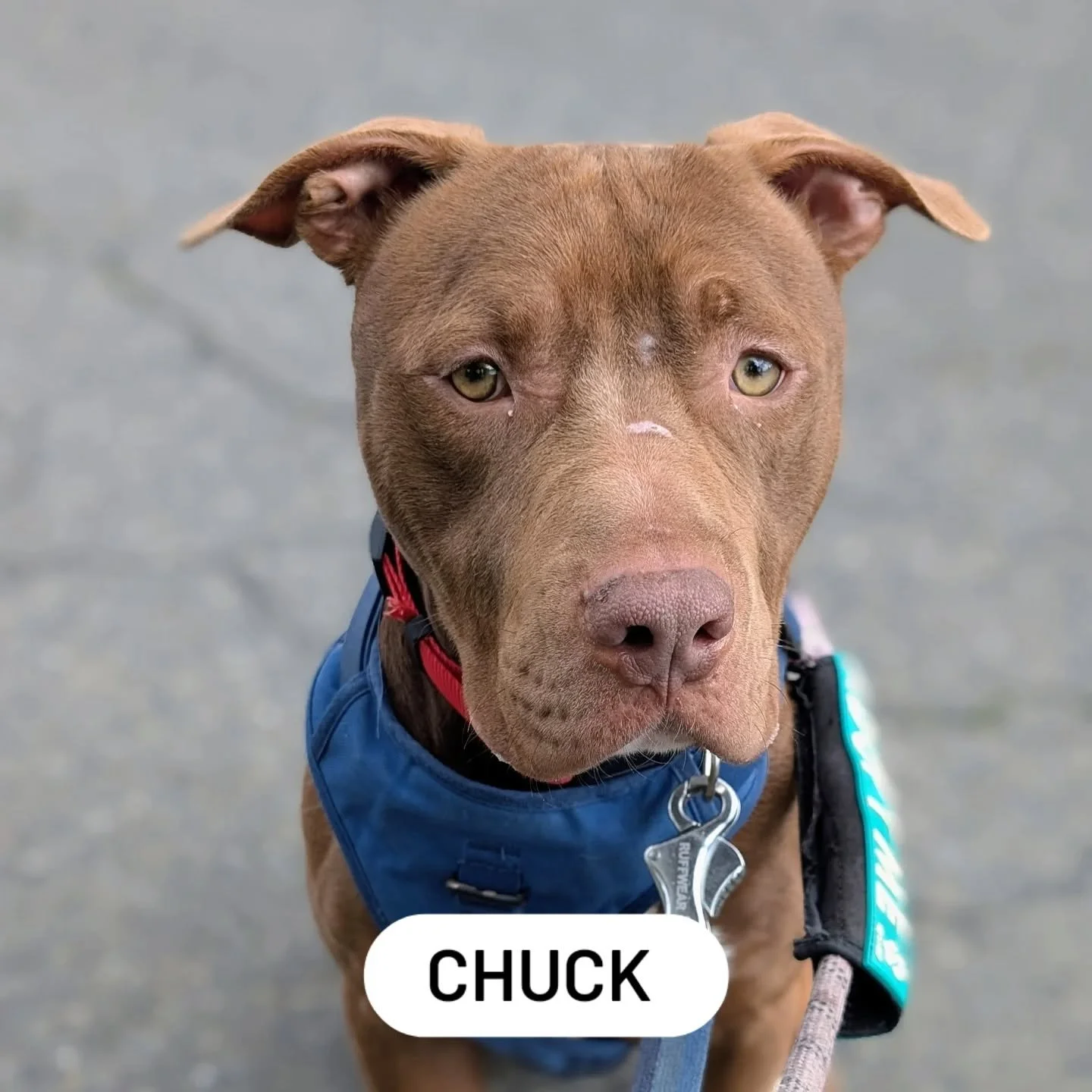 Good dogs waiting at Cares Animal Shelter @buriencaresanimalshelter 

#shelterdogsofinstagram #rescuedog #dogsofburien #dogsofinstagram #pitbullsofinstagram #pitbulllove