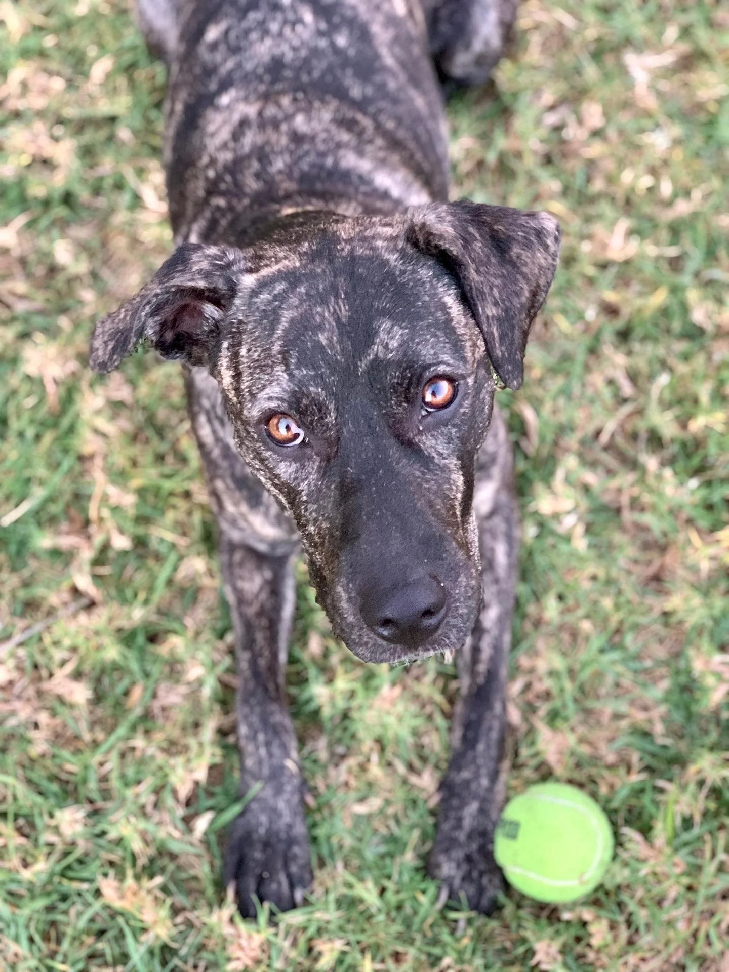 Nate and I are heartbroken that we need to rehome our beloved dog, Kawa, through  absolutely no fault of her own. Our life looks really different now than it did four years ago when we adopted her, and it will only continue to change rapidly. She des