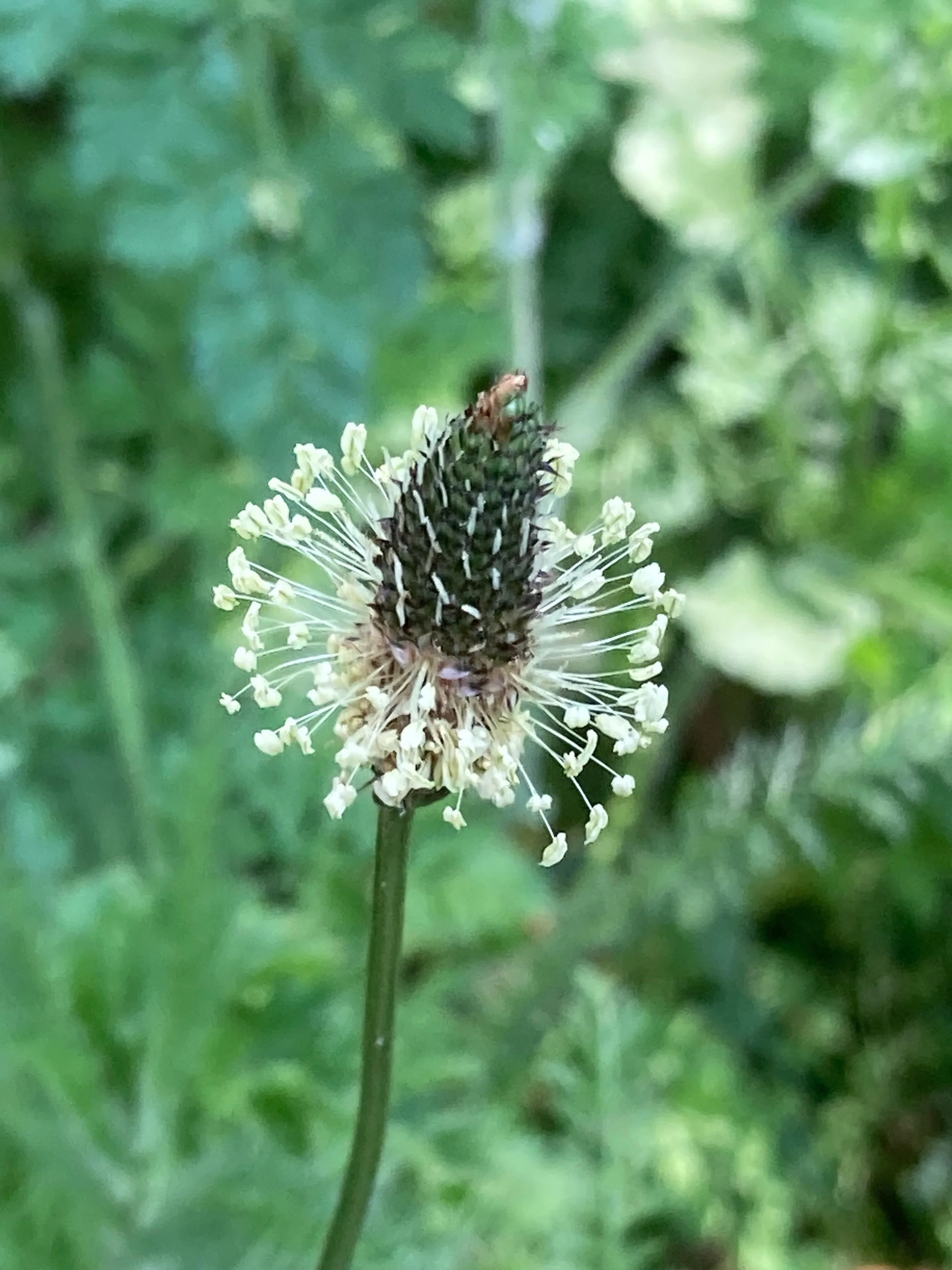 Wildflowers in bloom  in Bunhill 🌱