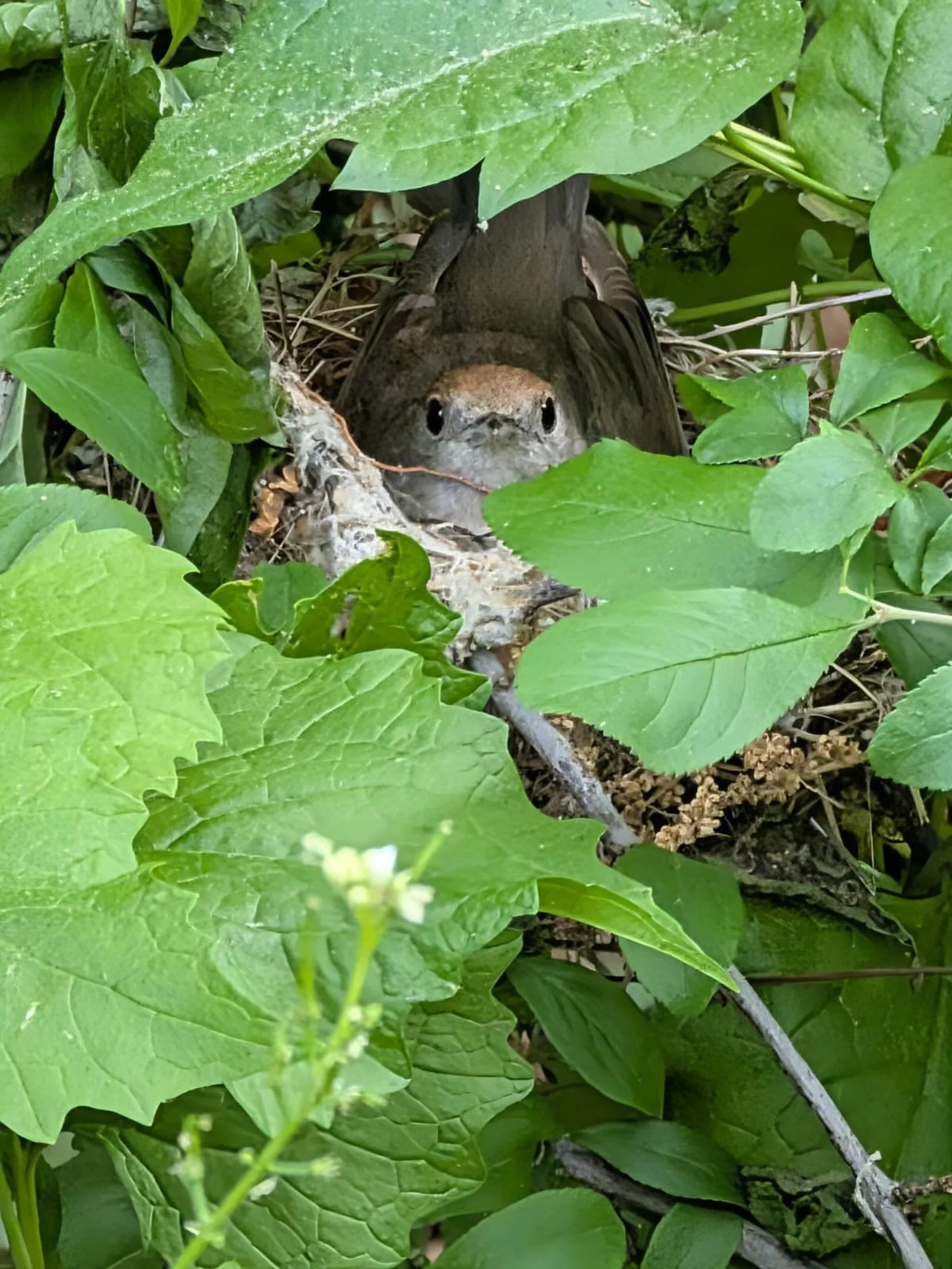 Guess who is hiding here? The newest resident of Bunhill, a blackcap baby 💕