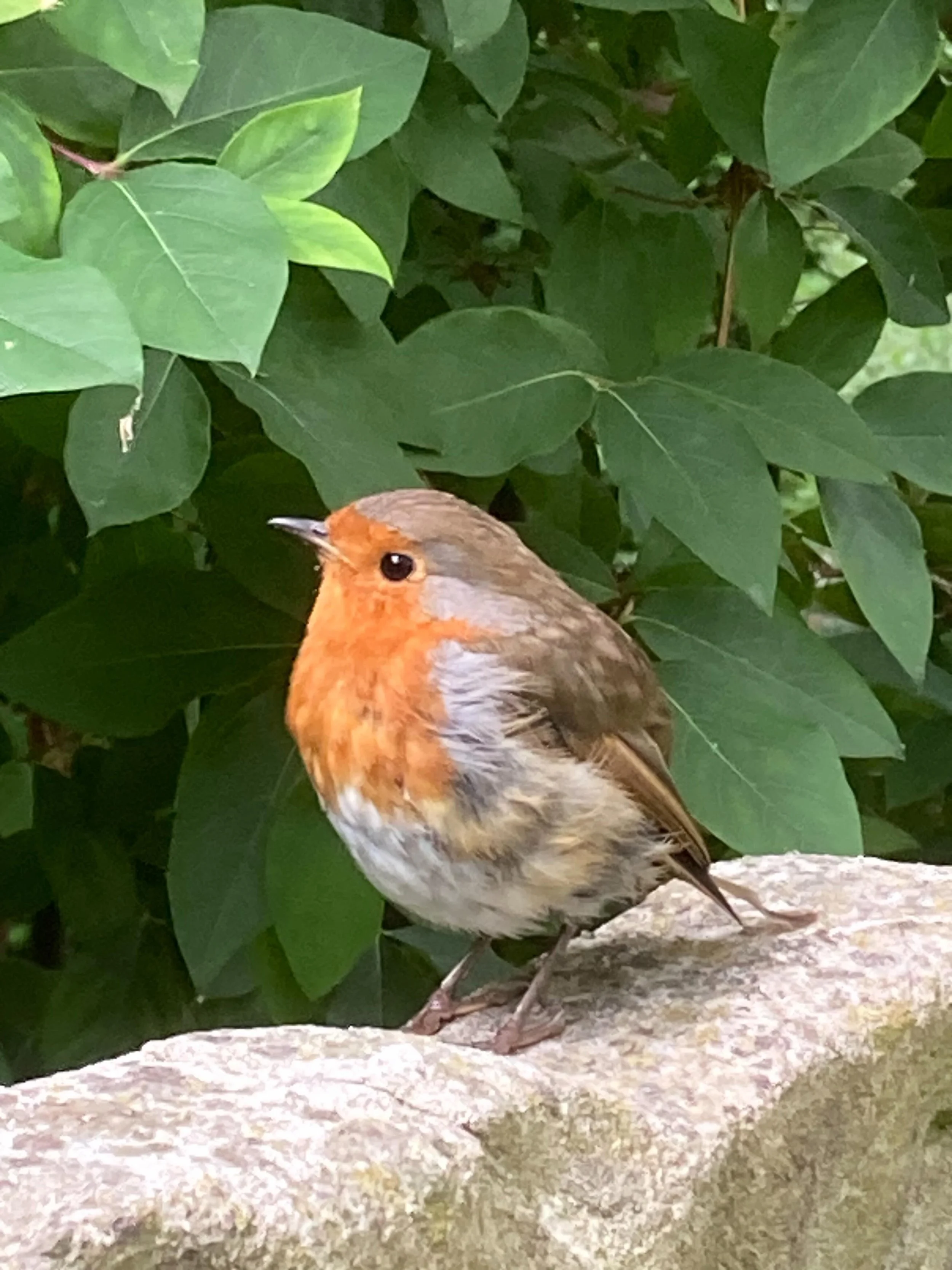 Our gardening sessions often attract a special visitor- a robin - and today was no exception. Keep an eye out for our feathered friends around Bunhill 🐦&zwj;⬛🐦&zwj;⬛🐦&zwj;⬛