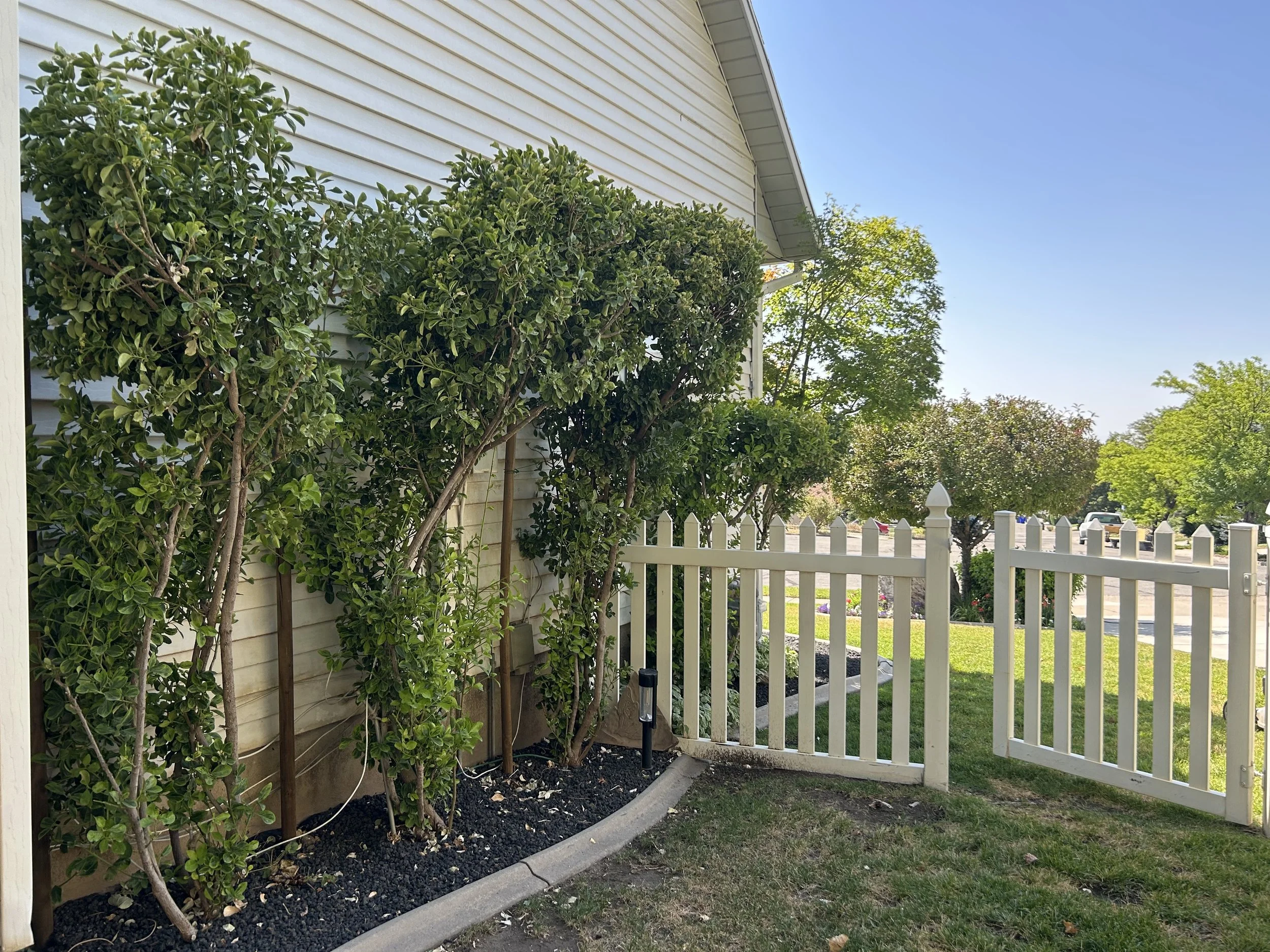 Nicely Trimmed Bushes Davis County Utah