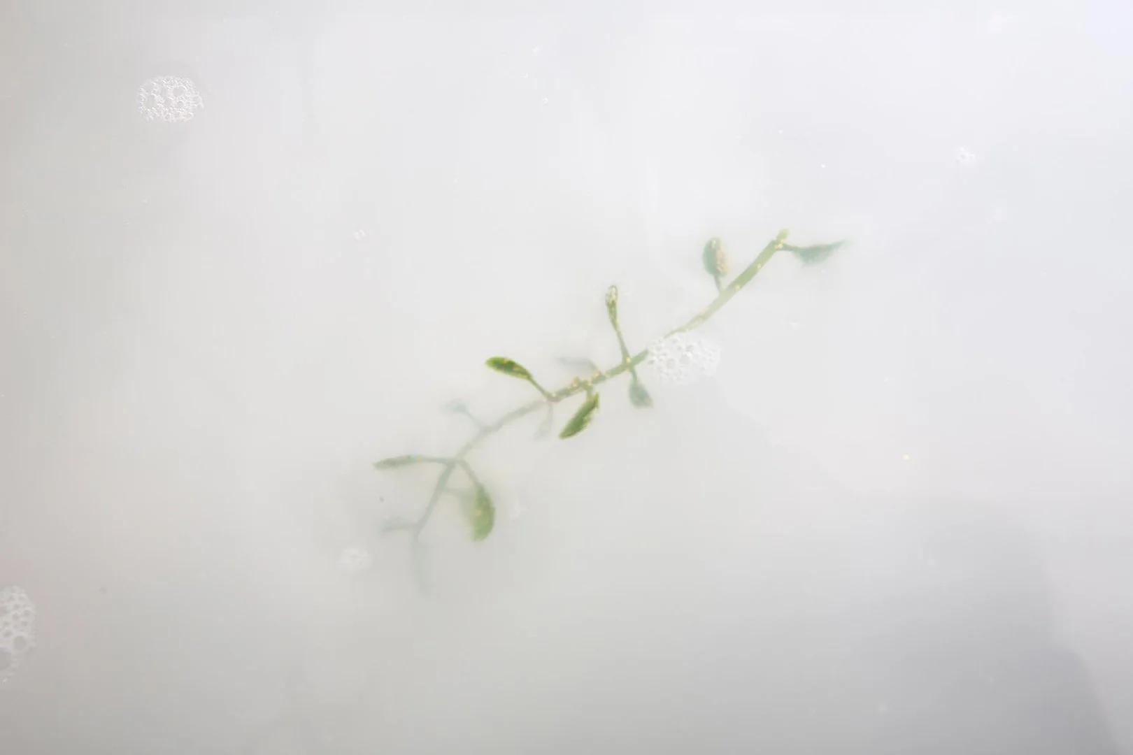 A small green plant stem with leaves and buds submerged in milk with bubbles around it.
