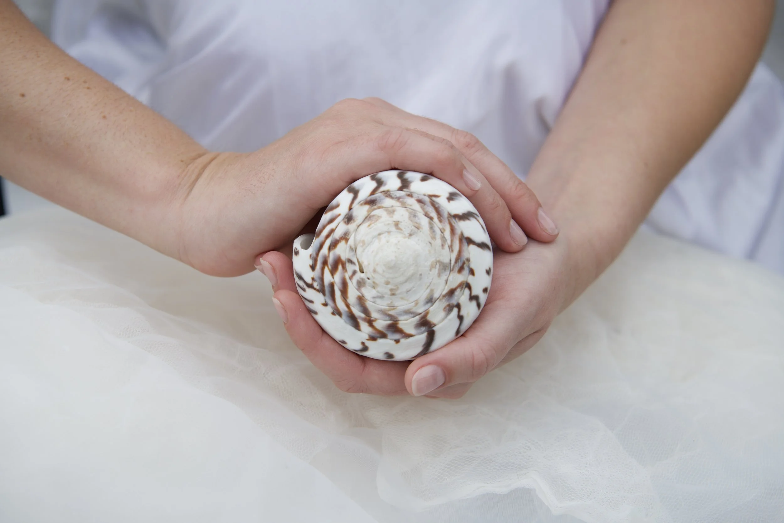 Person holding a large striped conch shell in their hands, with a white cloth background.